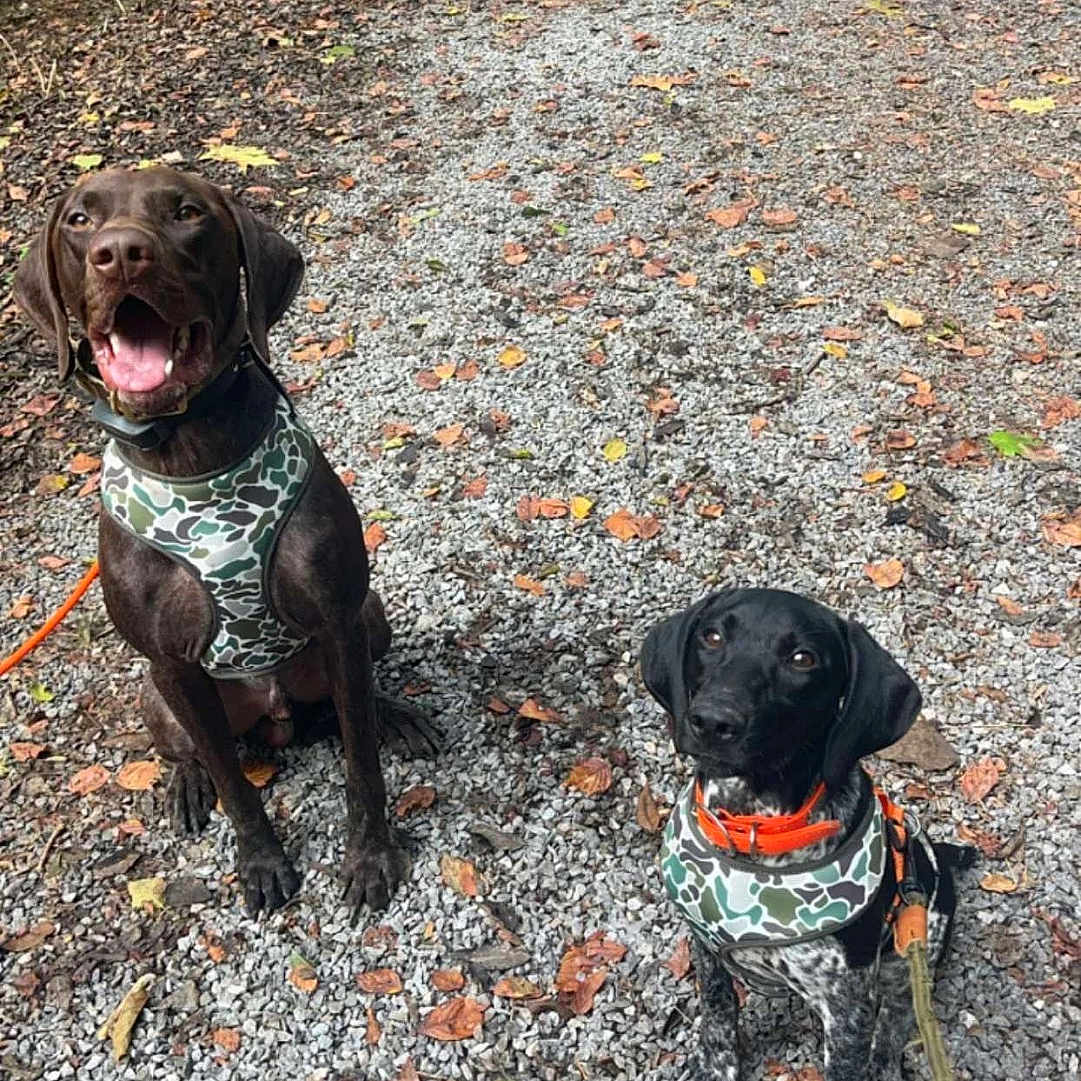 Roxie And Ruger is registered to the contest to win money with this photo: accessories, animal, canine, dog, face, grass, head, hound, labradorretriever, land, nature, outdoors, path, pet, photography, plant, strap, tree, vegetation, woodland