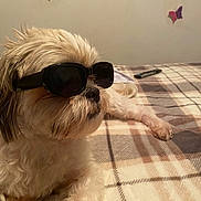 Draco Tennyson is registered to the contest to win money with this photo: dog, sunglasses, plaid_blanket, bedroom, indoor, pet, fluffy, resting, cute, animal, cozy, brown, white, decor, butterfly, wall, laying, relaxed, portrait, furry