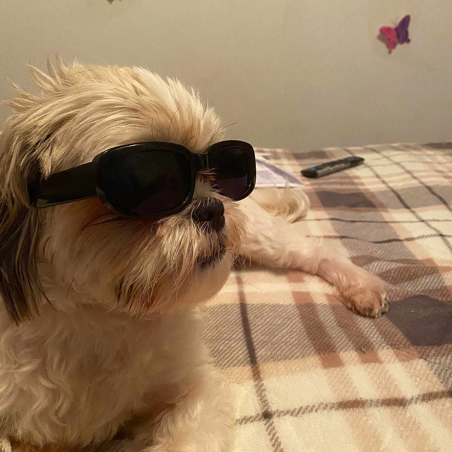 Draco Tennyson is registered to the contest to win money with this photo: animal, bedroom, brown, butterfly, cozy, cute, decor, dog, fluffy, furry, indoor, laying, pet, plaid_blanket, portrait, relaxed, resting, sunglasses, wall, white