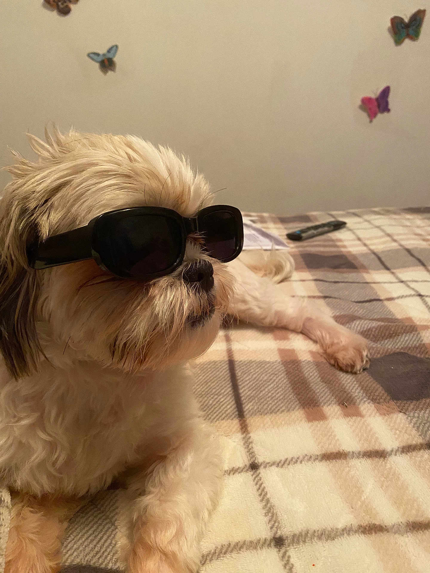 Draco Tennyson is registered to the contest to win money with this photo: dog, sunglasses, plaid_blanket, bedroom, indoor, pet, fluffy, resting, cute, animal, cozy, brown, white, decor, butterfly, wall, laying, relaxed, portrait, furry