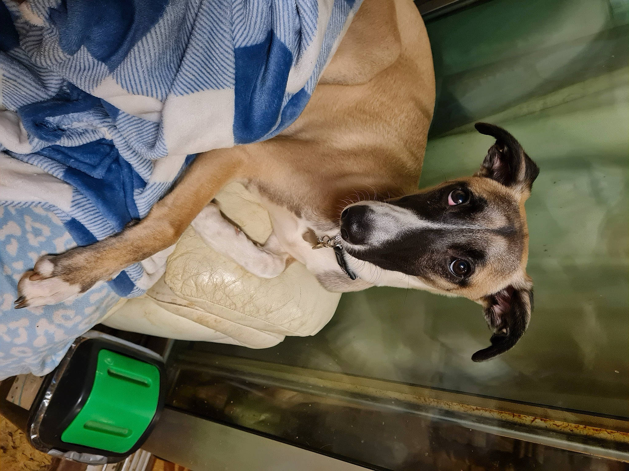 Rosco is registered to the contest to win money with this photo: auto_part, bag, carnivore, collar, comfort, companion_dog, dog, dog_breed, dog_collar, dress_shirt, foot, luggage_and_bags, paw, sleeve, sporting_group, tie, window, working_animal