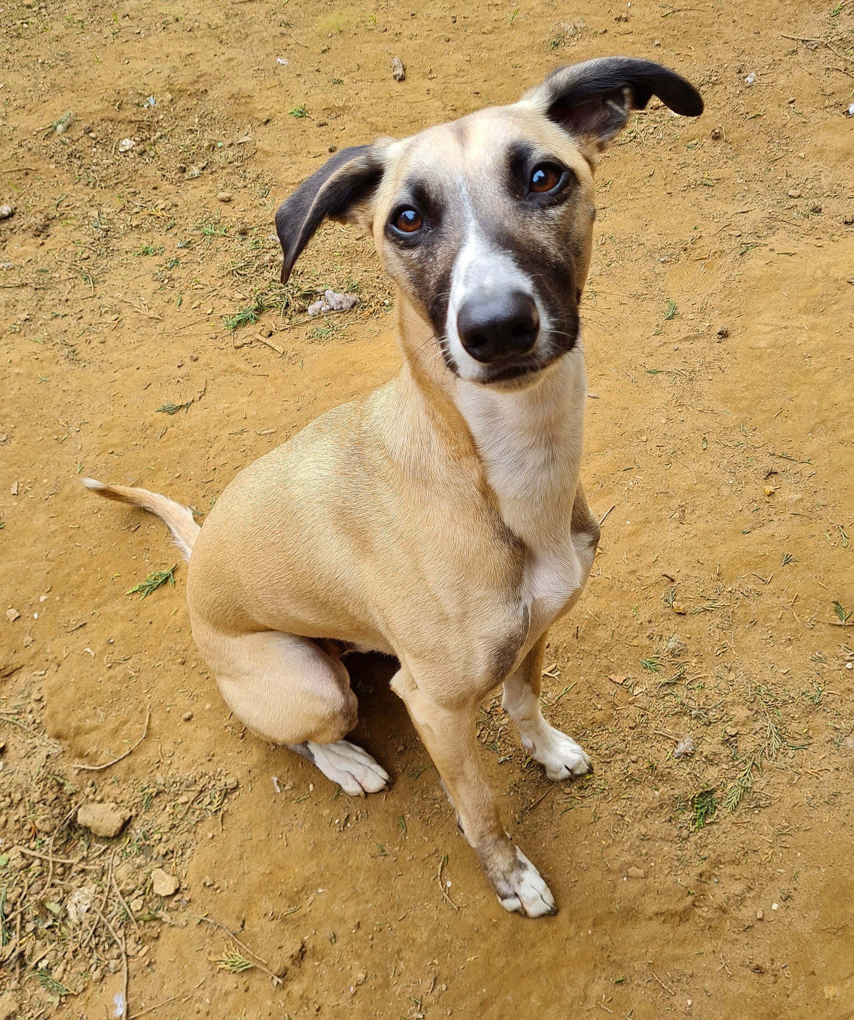 Rosco is registered to the contest to win money with this photo: ancient_dog_breeds, carnivore, collar, companion_dog, dog, dog_breed, dog_collar, hunting_dog, non_sporting_group, snout, soil, sporting_group, street_dog, terrestrial_animal, whiskers, working_animal