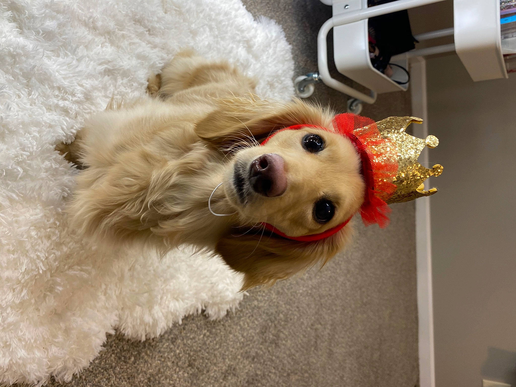 Willow joined the competition — help win amazing prizes! american_cocker_spaniel, canidae, carnivore, cavachon, cockapoo, companion_dog, dog, dog_breed, dog_toy, fur, goldendoodle, miniature_poodle, non_sporting_group, poodle, puppy, schnoodle, snout, sporting_group, toy_dog, toy_poodle