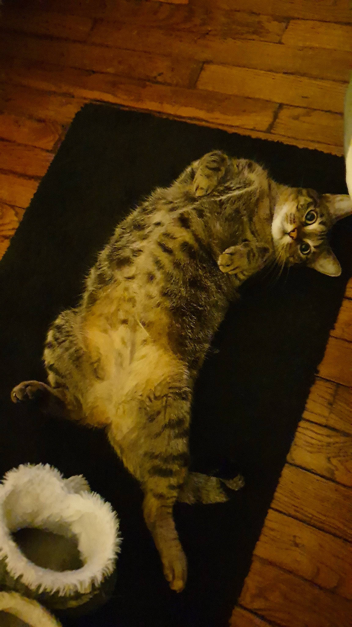 Mowgli a rejoint le concours — aidez-le/la à gagner de superbes lots ! american_curl, bengal, california_spangled, carnivore, cat, domestic_short_haired_cat, dragon_li, egyptian_mau, european_shorthair, felidae, fur, mammal, ocicat, savannah, small_to_medium_sized_cats, tabby_cat, tail, vertebrate, whiskers