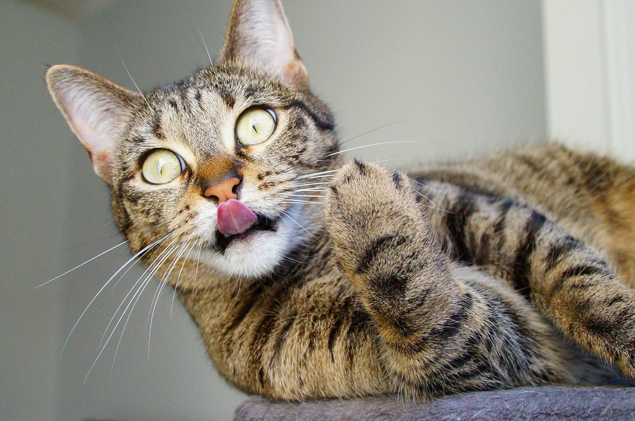 Mowgli a rejoint le concours — aidez-le/la à gagner de superbes lots ! american_shorthair, american_wirehair, asian, australian_mist, california_spangled, carnivore, cat, domestic_short_haired_cat, dragon_li, egyptian_mau, european_shorthair, felidae, mammal, ocicat, pixie_bob, small_to_medium_sized_cats, tabby_cat, toyger, vertebrate, whiskers