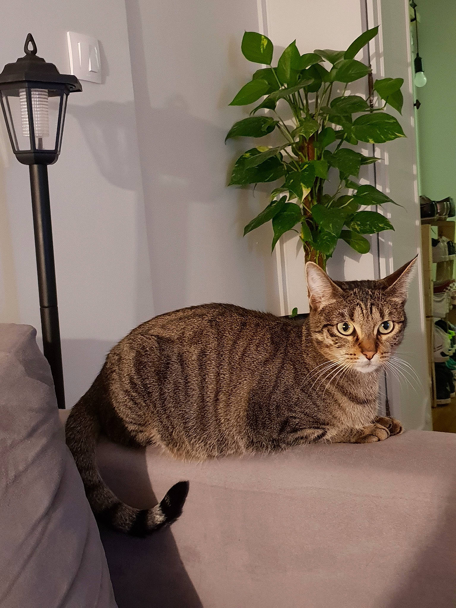 Mowgli participe au concours pour gagner de l'argent avec cette photo : american_shorthair, asian, bengal, carnivore, cat, domestic_short_haired_cat, dragon_li, european_shorthair, felidae, home, houseplant, interior_design, ocicat, pixie_bob, plant, small_to_medium_sized_cats, tabby_cat, tail, whiskers