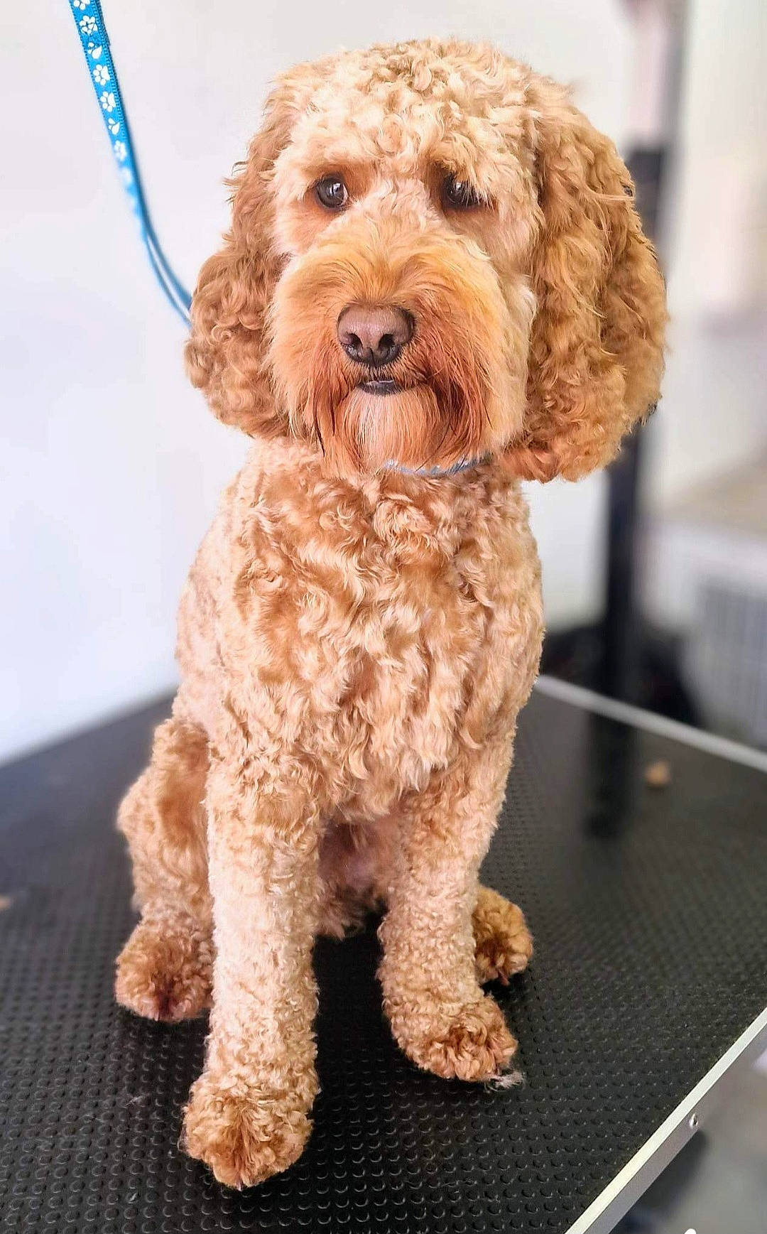 Lenny is registered to the contest to win money with this photo: canidae, carnivore, companion_dog, dog, dog_breed, dog_collar, fur, labradoodle, liver, maltepoo, poodle, small_terrier, snout, sporting_group, table, terrier, toy_dog, water_dog, working_animal, yorkipoo