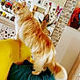 cat, orange_cat, fluffy, chair, yellow_chair, cushion, green_cushion, indoor, home, decor, mirror, butterfly, flower, painting, wall_art, brick_wall, wooden_furniture, curious, pet, feline