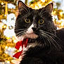 cat, tuxedo_cat, black_and_white, yellow_eyes, whiskers, red_bow, holiday, christmas_lights, festive, pet, animal, fur, close_up, portrait, indoor, cute, feline, domestic_cat, decorations, cozy
