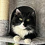 cat, black_and_white_cat, cat_tree, cat_furniture, indoor, pet, animal, feline, yellow_eyes, whiskers, paw, fluffy, cozy, resting, looking, cute, domestic_cat, houseplant, soft_texture, relaxed