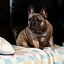 dog, french_bulldog, pet, indoor, blanket, couch, leather, seated, animal, mammal, companion, fur, ears, snout, domestic, cute, resting, household, side_view, portrait