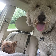 Elishka Baloo is registered to the contest to win money with this photo: animal, car_interior, collar, curly_fur, dog, dog_seat, greenery, happy, headrest, large_dog, leash, pet, rain_drops, seatbelt, small_dog, tongue_out, transportation, vehicle, window, yorkshire_terrier