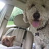 animal, car_interior, collar, curly_fur, dog, dog_seat, greenery, happy, headrest, large_dog, leash, pet, rain_drops, seatbelt, small_dog, tongue_out, transportation, vehicle, window, yorkshire_terrier