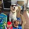Elishka Baloo joined the competition — help win amazing prizes! chair, collar, container, curly_fur, dog, large_dog, outdoor, pet, pet_accessory, plastic_chair, porch, relaxing, small_dog, smiling, sunglasses, sunny, sunscreen, towel, treats, wooden_floor