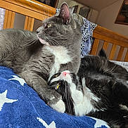 Buckey is registered to the contest to win money with this photo: cat, two_cats, grey_cat, black_and_white_cat, bed, blanket, blue_blanket, star_pattern, wooden_bed_frame, indoor, pet, animal, feline, resting, snuggling, fur, whiskers, cute, relaxing, domestic
