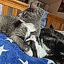 cat, two_cats, grey_cat, black_and_white_cat, bed, blanket, blue_blanket, star_pattern, wooden_bed_frame, indoor, pet, animal, feline, resting, snuggling, fur, whiskers, cute, relaxing, domestic