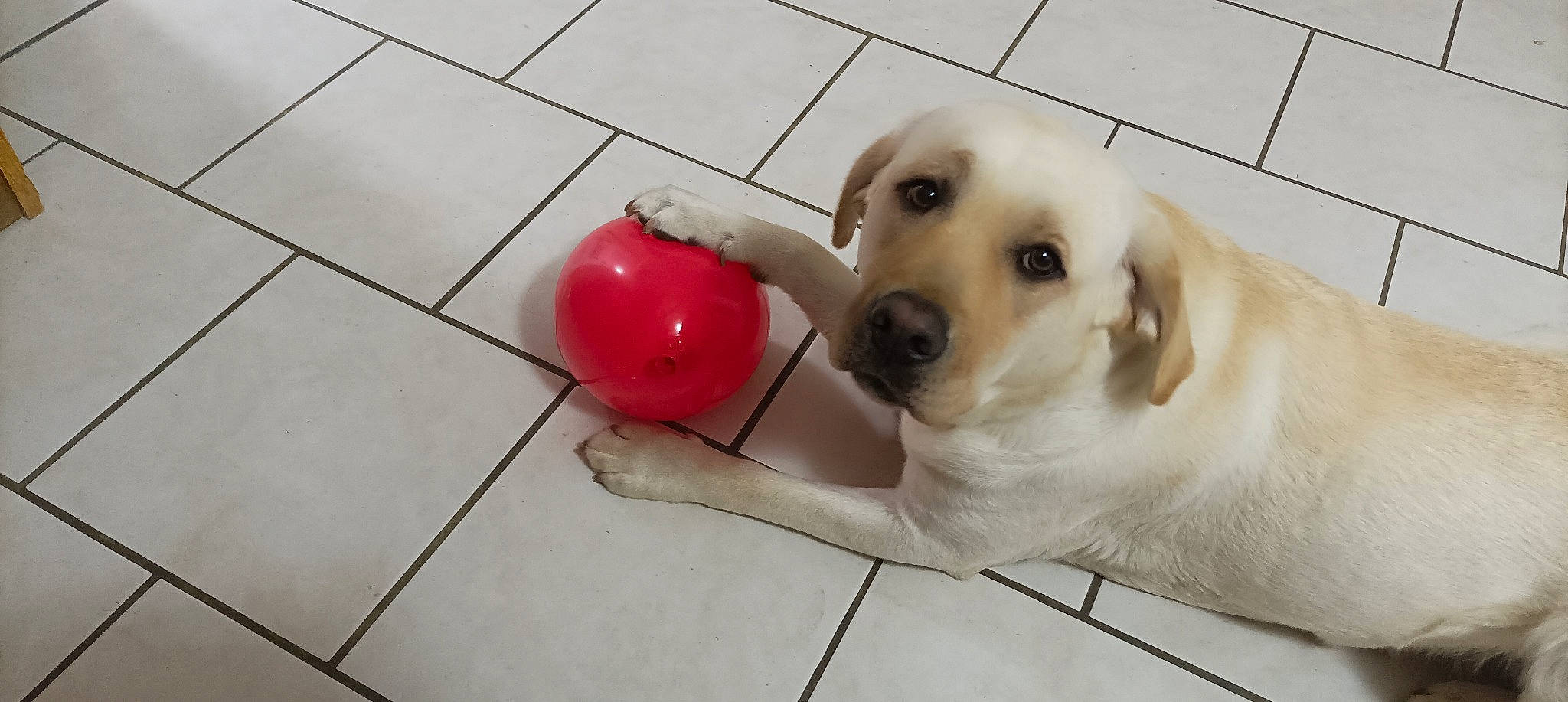 Ulia participe au concours pour gagner de l'argent avec cette photo : ball, canidae, carnivore, companion_dog, dog, dog_breed, dog_supply, fawn, floor, flooring, paw, pet_supply, retriever, snout, sporting_group, tile, toy, vertebrate, whiskers, working_animal