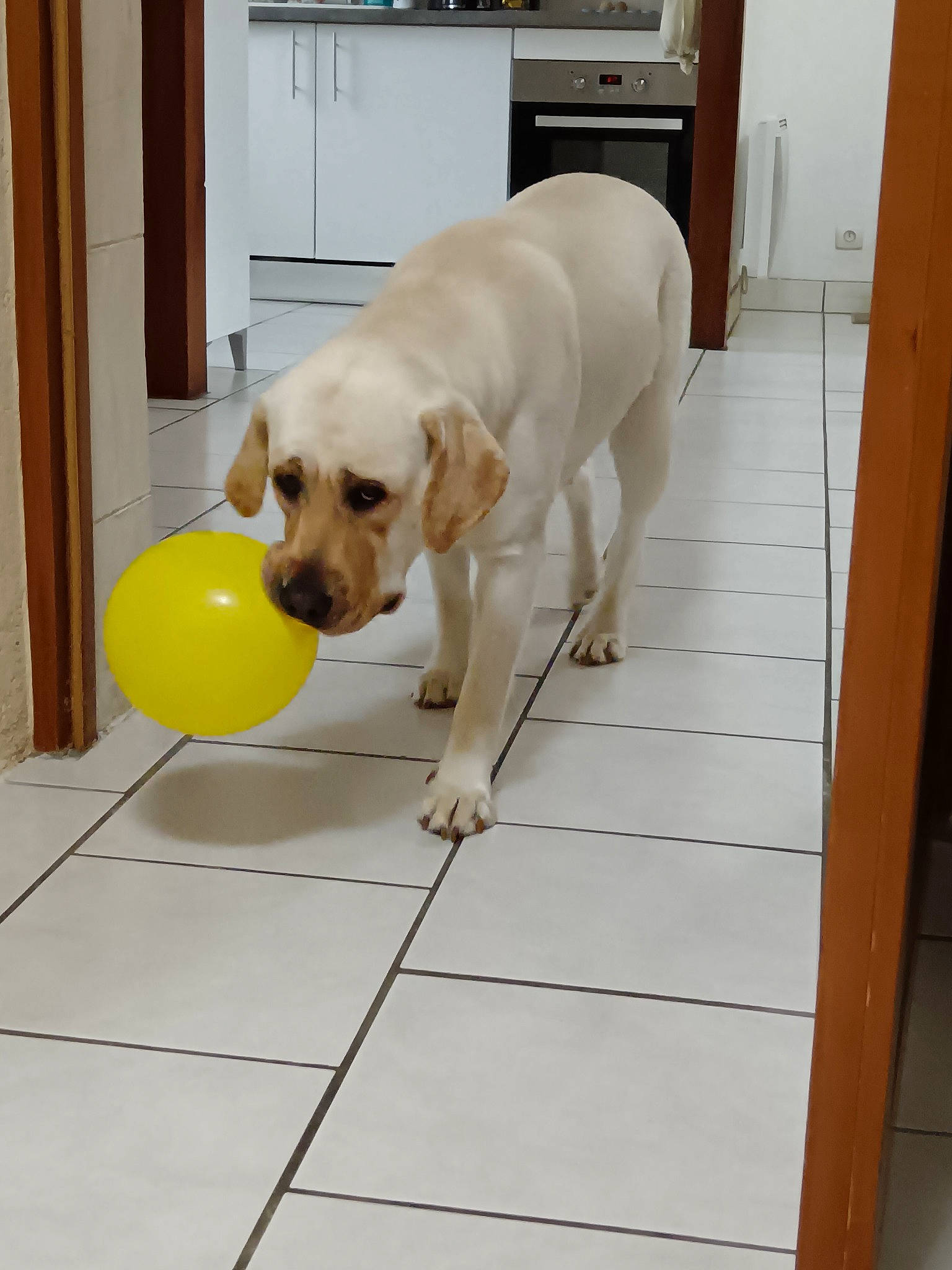 Ulia participe au concours pour gagner de l'argent avec cette photo : ball, cabinetry, carnivore, companion_dog, dog, dog_breed, dog_supply, door, fawn, floor, flooring, gun_dog, hardwood, pet_supply, snout, sporting_group, tail, tennis_ball, wood, working_animal