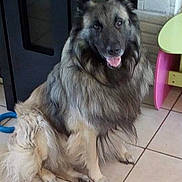 Igor participe au concours pour gagner de l'argent avec cette photo : dog, fluffy_dog, long_coat, sitting, panting, tongue_out, happy, pet, indoor, tiled_floor, furniture, side_table, ears_up, tail, paws, fur, portrait, companion_animal, brown_and_black, large_breed