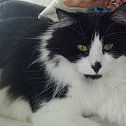 Liberty participe au concours pour gagner de l'argent avec cette photo : cat, black_and_white, long_fur, green_eyes, whiskers, close_up, portrait, indoor, sofa, blanket, pet, feline, nose, ears, relaxed, fur, mammal, couch, human_hand, resting