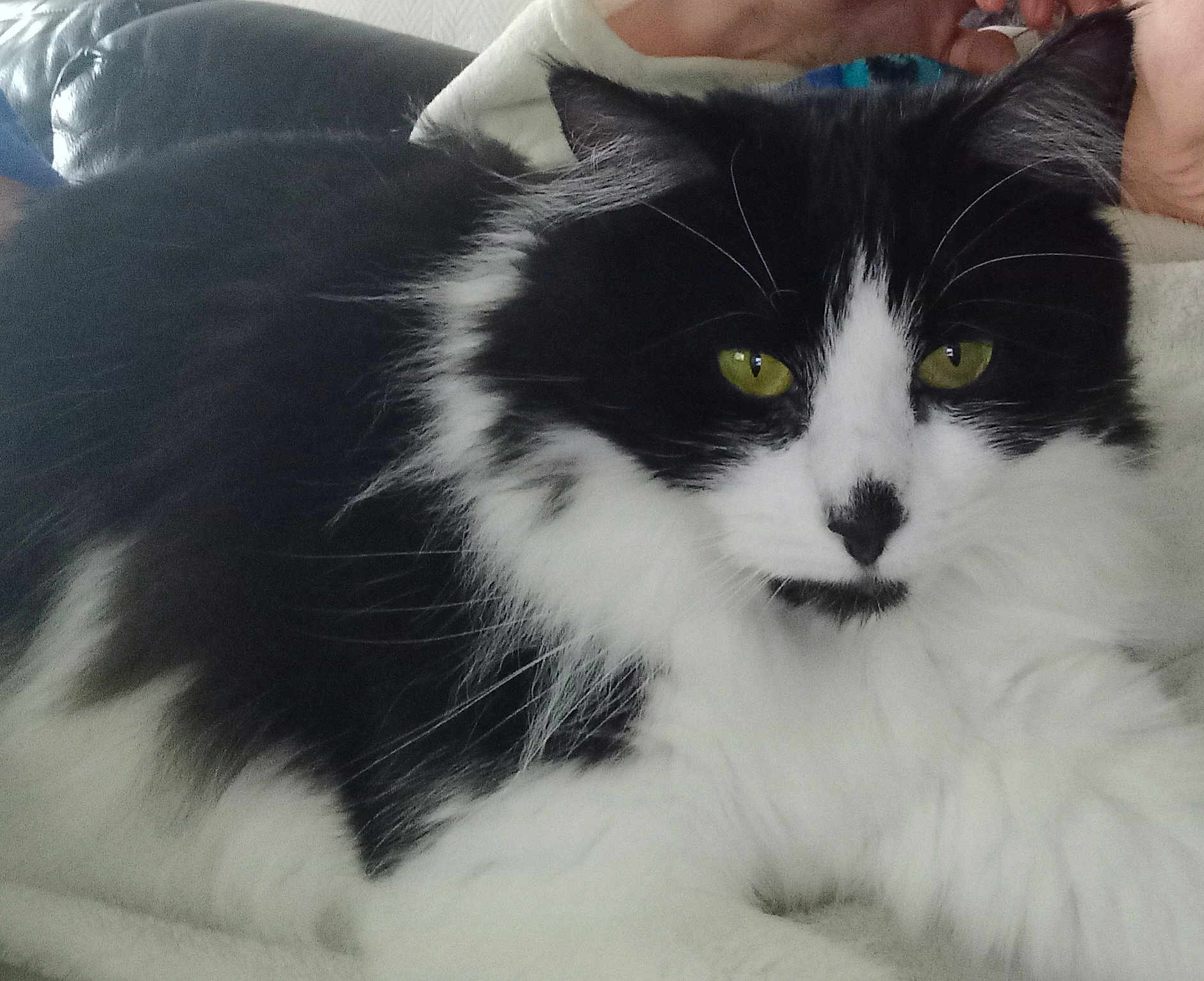 Liberty participe au concours pour gagner de l'argent avec cette photo : cat, black_and_white, long_fur, green_eyes, whiskers, close_up, portrait, indoor, sofa, blanket, pet, feline, nose, ears, relaxed, fur, mammal, couch, human_hand, resting