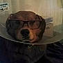 dog, pet, cone, elizabethan_collar, glasses, spectacles, closeup, indoor, curtain, cardboard_box, blanket, brown_fur, nose, face, sad_expression, funny, recovery, collar_tag, home, portrait