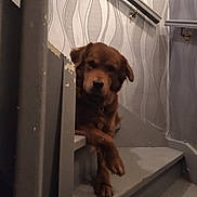 Noumy participe au concours pour gagner de l'argent avec cette photo : dog, pet, brown_fur, staircase, stairs, indoor, wallpaper, handrail, paw, collar, portrait, sitting, relaxed, home_interior, banister, shadow, soft_lighting, muzzle, woodwork, closeup