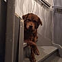 dog, pet, brown_fur, staircase, stairs, indoor, wallpaper, handrail, paw, collar, portrait, sitting, relaxed, home_interior, banister, shadow, soft_lighting, muzzle, woodwork, closeup