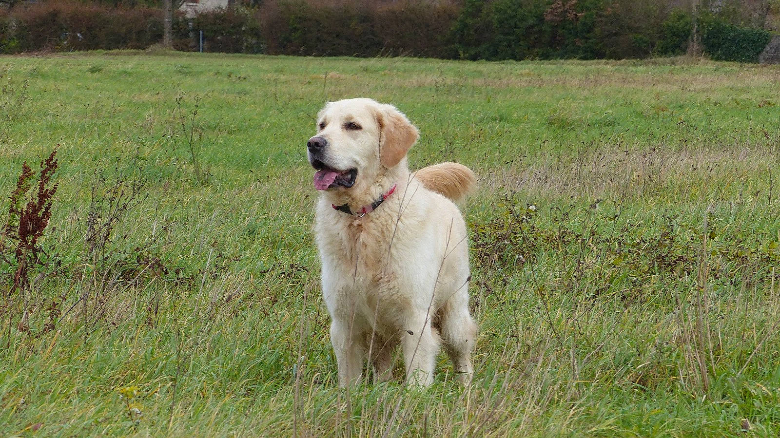 Rody a rejoint le concours — aidez-le/la à gagner de superbes lots ! canidae, carnivore, collar, companion_dog, dog, dog_breed, golden_retriever, grass, grassland, gun_dog, labrador_retriever, plant, prairie, retriever, sporting_group, tail, terrestrial_animal, tree, working_animal, working_dog