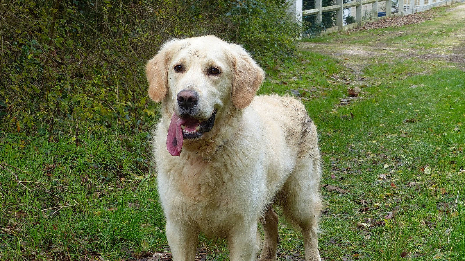 Rody participe au concours pour gagner de l'argent avec cette photo : canidae, carnivore, companion_dog, dog, dog_breed, fawn, grass, gun_dog, plant, snout, sporting_group, terrestrial_animal, tree, window, working_animal, working_dog