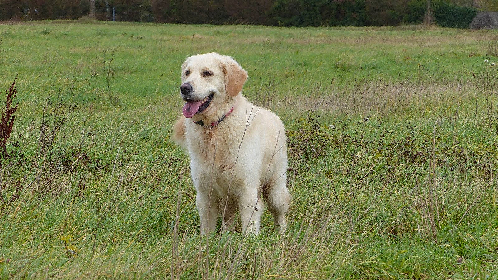 Rody a rejoint le concours — aidez-le/la à gagner de superbes lots ! canidae, carnivore, companion_dog, dog, dog_breed, fawn, golden_retriever, grass, grassland, gun_dog, labrador_retriever, plant, prairie, retriever, sporting_group, tail, terrestrial_animal, tree, working_animal, working_dog