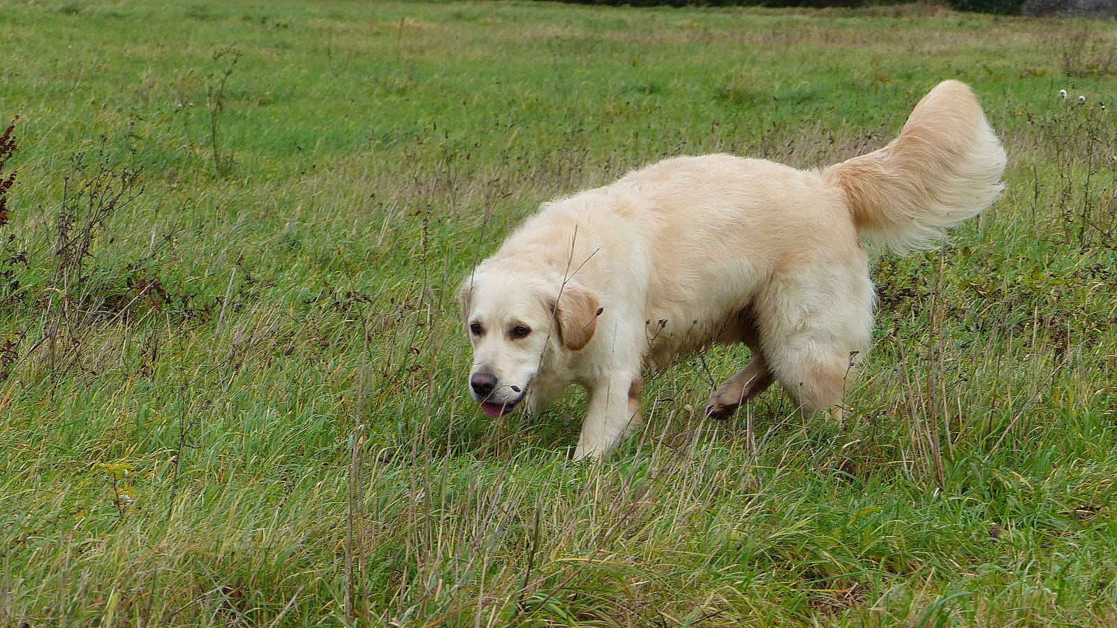 Rody a rejoint le concours — aidez-le/la à gagner de superbes lots ! biting, canidae, carnivore, companion_dog, dog, dog_breed, fawn, golden_retriever, grass, gun_dog, labrador_retriever, livestock_guardian_dog, maremma_sheepdog, plant, polish_tatra_sheepdog, retriever, sporting_group, tail, terrestrial_animal, working_animal