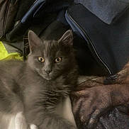 Biboune participe au concours pour gagner de l'argent avec cette photo : animal, blanket, cat, clothing, comfort, cozy, curious, cute, domestic, eyes, fabric, feline, fur, gray_cat, household, indoor, laying_down, pet, resting, soft