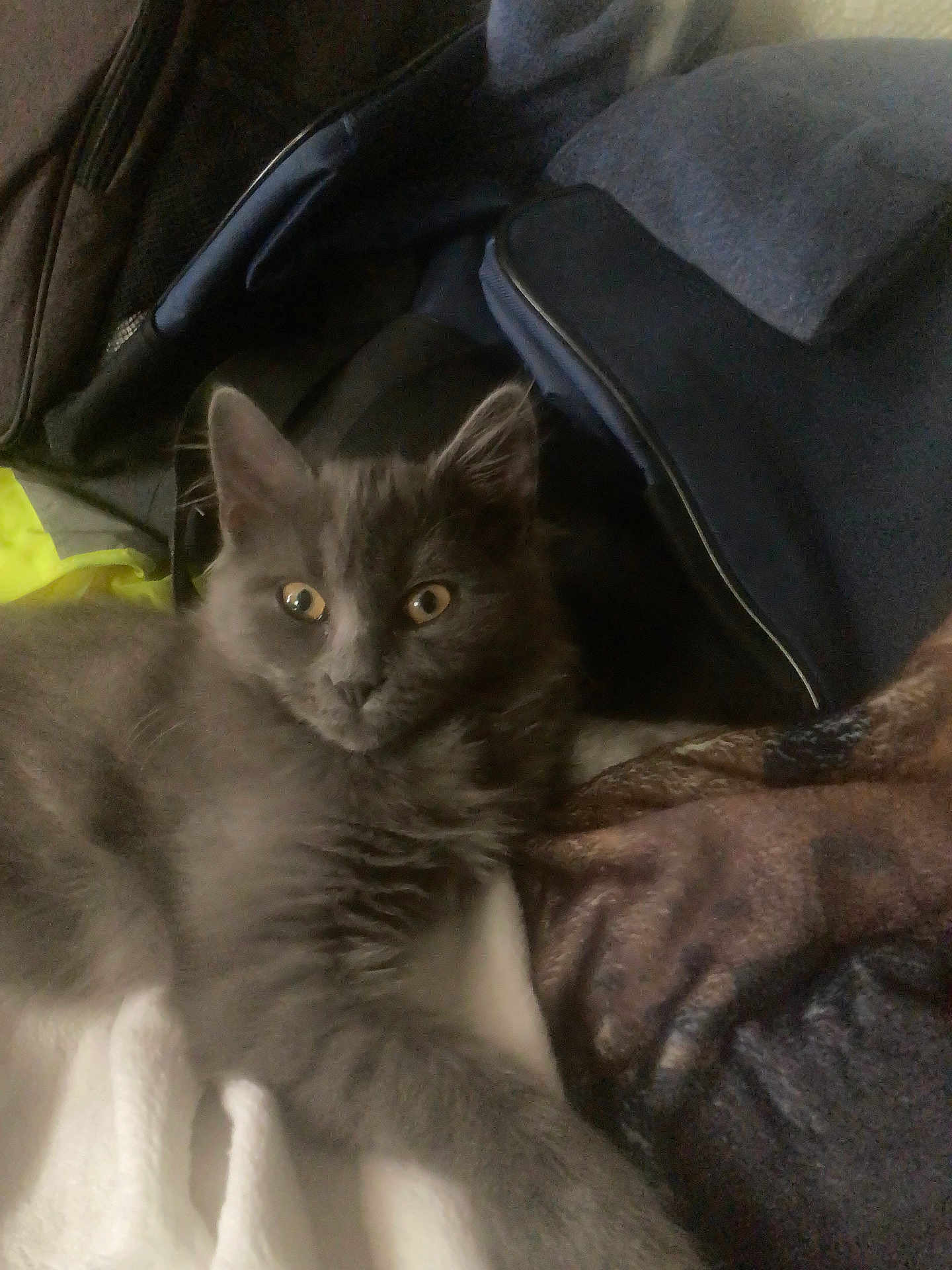 Biboune participe au concours pour gagner de l'argent avec cette photo : animal, blanket, cat, clothing, comfort, cozy, curious, cute, domestic, eyes, fabric, feline, fur, gray_cat, household, indoor, laying_down, pet, resting, soft