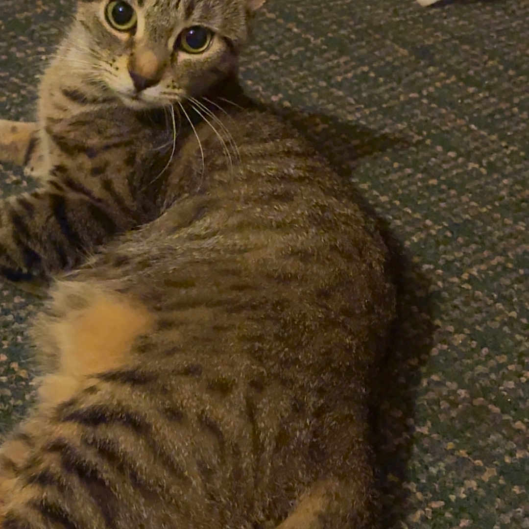 Yeeyee joined the competition — help win amazing prizes! abyssinian, accessories, animal, cat, couch, egyptiancat, furniture, hardwood, kitten, leash, manx, pet, slate, strap, wood