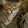 Yeeyee joined the competition — help win amazing prizes! animal, blanket, carpet, cat, closeup, companion, cute, domestic, ears, feline, fur, indoor, muzzle, pet, relaxed, resting, sleepy, tabby, texture, whiskers