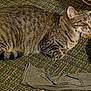 Yeeyee joined the competition — help win amazing prizes! animal, carpet, cat, closeup, cozy, domestic_animal, fabric, floor, fur, indoor, laying_down, mammal, pet, relaxed, resting, sleeping, striped, tabby_cat, texture, whiskers