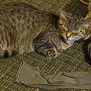 Yeeyee is registered to the contest to win money with this photo: animal, carpet, cat, closeup, cozy, feline, fur, gloves, gray, indoor, nap, paws, pet, quiet, relaxed, resting, sleeping, tabby, texture, whiskers