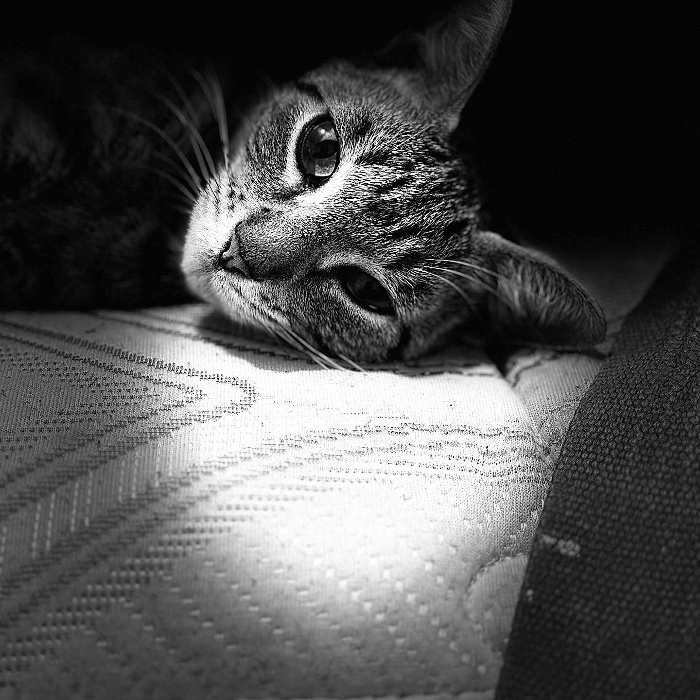 Komonieche is registered to the contest to win money with this photo: abyssinian, animal, armchair, bed, blanket, cat, chair, couch, cushion, furniture, homedecor, kitten, manx, person, pet, quilt, sleeping