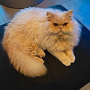 Sushi a rejoint le concours — aidez-le/la à gagner de superbes lots ! animal, cat, closeup, cream_color, cute, domestic, ears, face, feline, floor_tiles, fluffy, fur, indoor, looking, paws, pet, relaxed, sitting, tail, whiskers