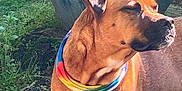 Milo is registered to the contest to win money with this photo: animal, brown_dog, canine, ceramic_pot, closeup, dog, earth, garden, grass, happy, nature, outdoor, pet, plant, portrait, pottery, rainbow_bandana, serene, standing, sunlight