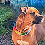 animal, brown_dog, canine, ceramic_pot, closeup, dog, earth, garden, grass, happy, nature, outdoor, pet, plant, portrait, pottery, rainbow_bandana, serene, standing, sunlight