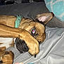 Milo is registered to the contest to win money with this photo: animal, bed, blanket, brown_fur, canine, close_up, covering_face, cozy, dog, domestic_animal, ear, flash, fur, indoor, lying_down, nail, paw, pet, resting, sleeping