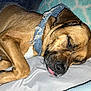 Milo joined the competition — help win amazing prizes! animal, bed, brown, canine, closeup, companion, cozy, cute, denim_collar, dog, domestic, fur, indoors, pet, pillow, relaxed, resting, sleeping, snout, tongue_out