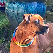 Milo joined the competition — help win amazing prizes! animal, blue_eyes, brown_dog, ceramic_pot, closeup, colorful, daylight, dog, ear, garden, greenery, looking_away, mammal, nature, outdoor, pet, portrait, rainbow_bandana, snout, sunlight