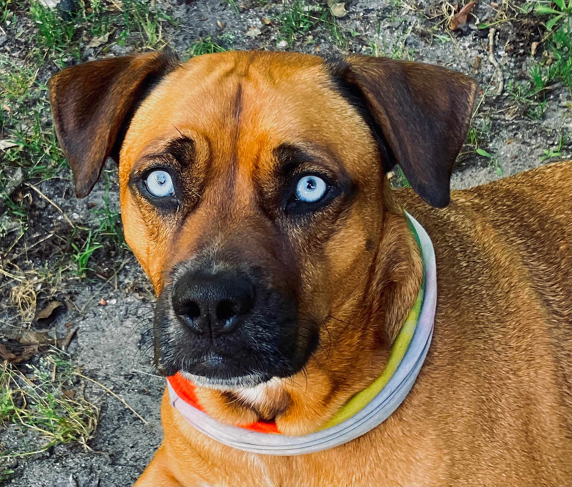 Milo