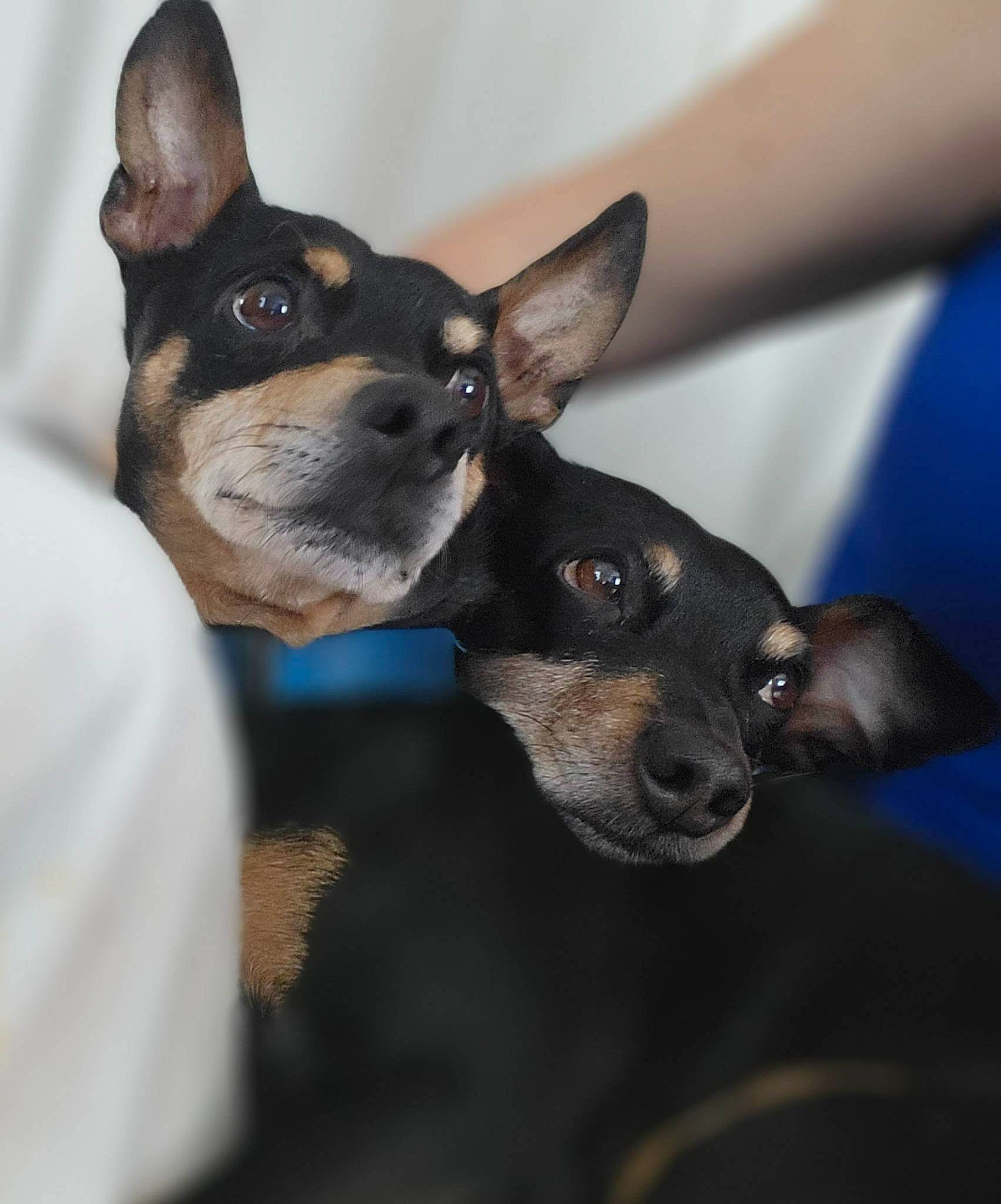 Cruz is registered to the contest to win money with this photo: canidae, carnivore, collar, companion_dog, dog, dog_breed, ear, fawn, fur, mammal, prazsky_krysarik, sporting_group, toy_dog, vertebrate, whiskers, working_animal, working_dog