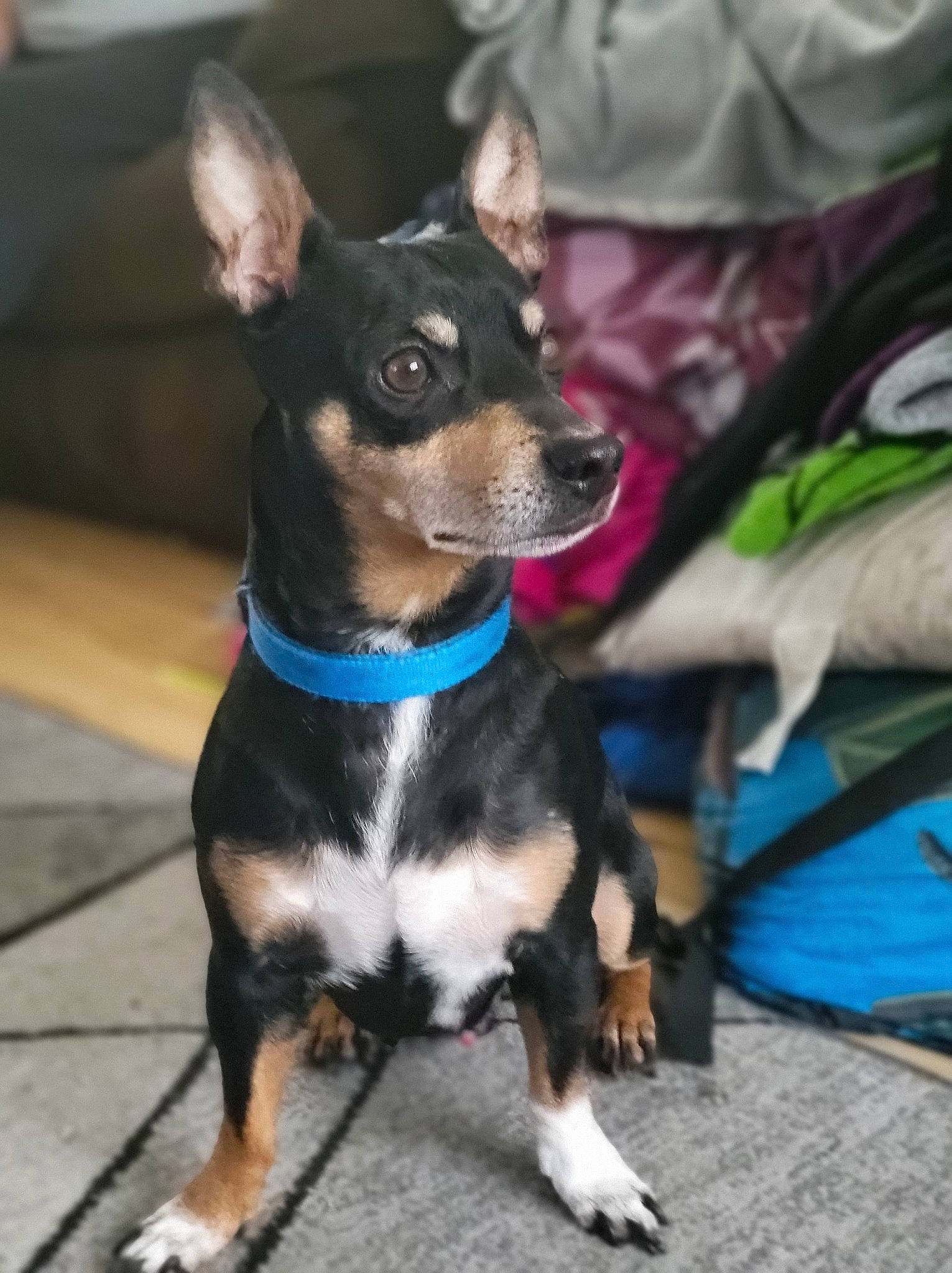 Cruz is registered to the contest to win money with this photo: canidae, carnivore, collar, companion_dog, dog, dog_breed, dog_collar, dog_supply, event, fawn, fur, leash, paw, pet_supply, russkiy_toy, snout, sporting_group, toy_dog, whiskers, working_animal