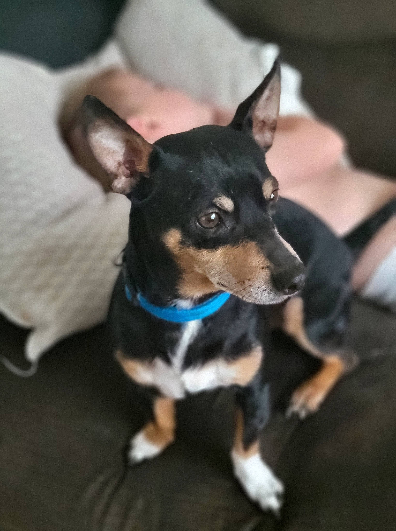 Cruz is registered to the contest to win money with this photo: canidae, carnivore, collar, companion_dog, dog, dog_breed, dog_supply, ear, electric_blue, fawn, fur, guard_dog, paw, russkiy_toy, snout, sporting_group, toy_dog, whiskers, working_animal, working_dog