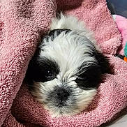 Tinkerbell is registered to the contest to win money with this photo: puppy, dog, black_and_white, fluffy, towel, pink, cozy, cute, pet, animal, face, snug, resting, soft_texture, indoor, closeup, adorable, fur, sleepy, blanket